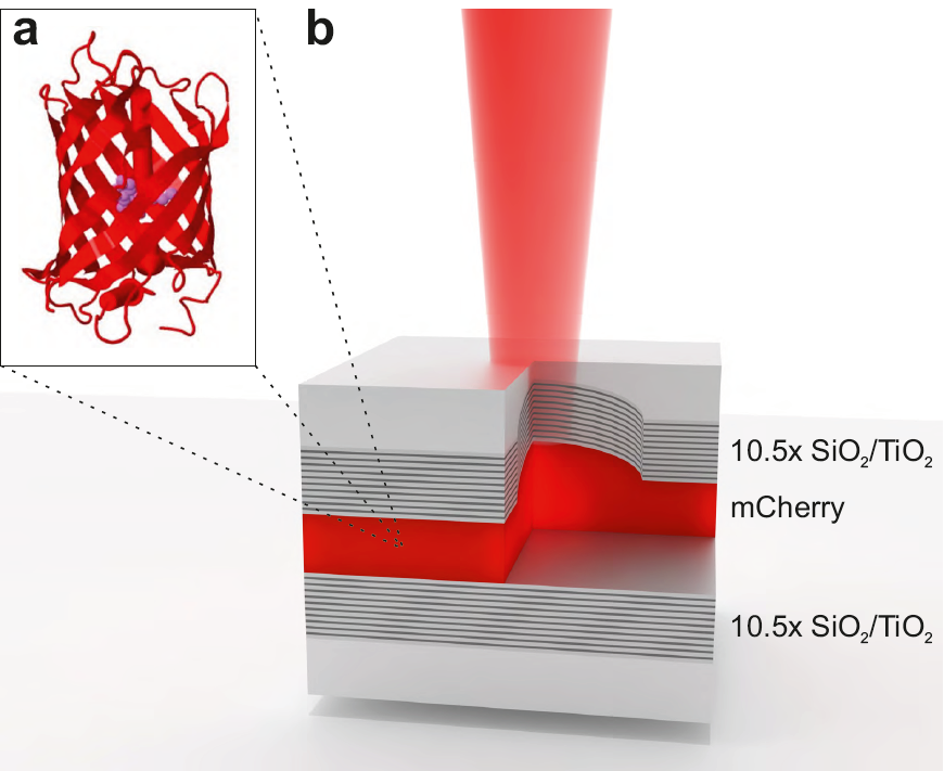 Organic polaritons in mCherry proteins